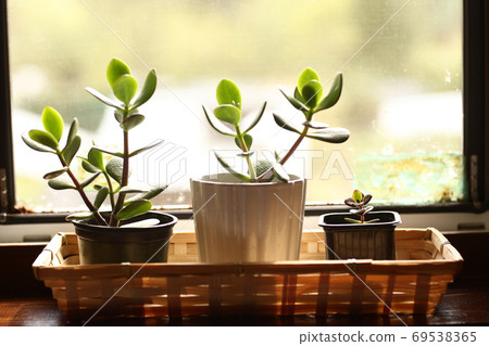 money tree pot plants closeup photo on windowsill 69538365