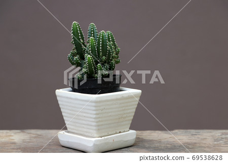Mini cactus in the small pot on the wooden floor and brown background. 69538628