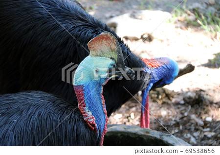 Southern cassowary bird or double-wattled cassowary, beauty and Southern cassowary bird or double-wattled cassowary, beauty and 69538656