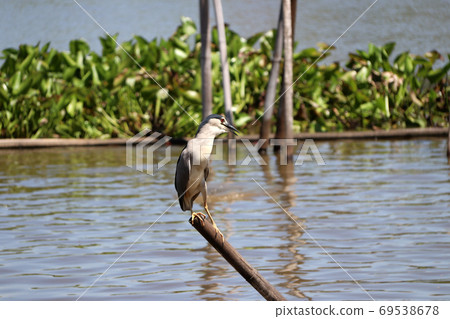 Black-crowned night heron bird perching on the top of dried bamboo in the river Black-crowned night heron bird perching on the top of dried bamboo in the river 69538678
