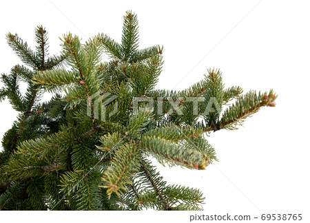 Evergreen tree branch isolated on white background Evergreen tree branch isolated on white background 69538765