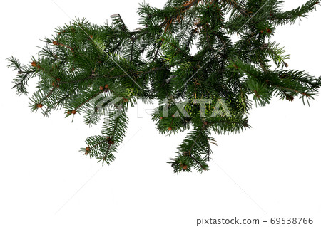 Evergreen tree branch isolated on white background Evergreen tree branch isolated on white background 69538766