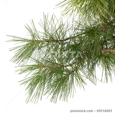 Evergreen tree branch isolated on white background 69538805