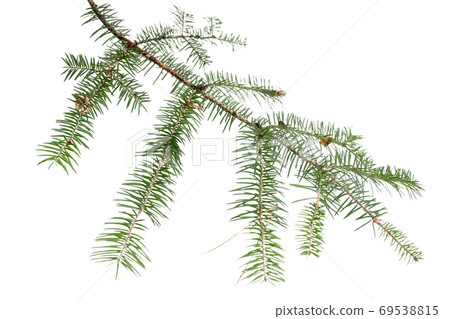 Evergreen tree branch isolated on white background Evergreen tree branch isolated on white background 69538815