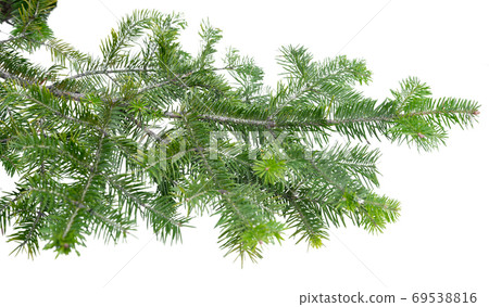 Evergreen tree branch isolated on white background Evergreen tree branch isolated on white background 69538816