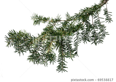 Evergreen tree branch isolated on white background Evergreen tree branch isolated on white background 69538817