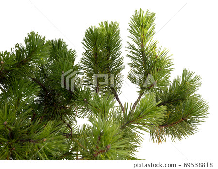Evergreen tree branch isolated on white background Evergreen tree branch isolated on white background 69538818