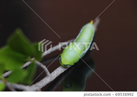 Oleander hawkmoth caterpillar  (Daphnis nerii, Sphingidae) on the branch of tree 69538992