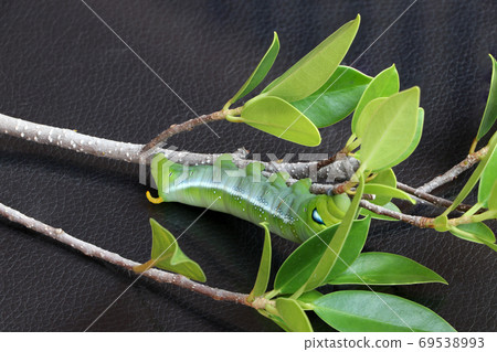 Oleander hawkmoth caterpillar  (Daphnis nerii, Sphingidae) on the branch of tree 69538993