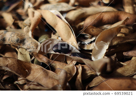 Harvested flower beans Harvested flower beans 69539021