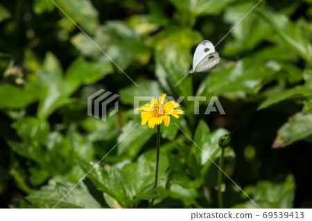 butterfly insect and Yellow Singapore daisy flower 69539413
