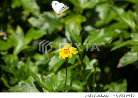 butterfly insect and Yellow Singapore daisy flower 69539416