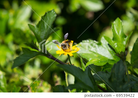 Bee  insect and Yellow Singapore daisy flower 69539422