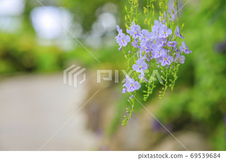 England Hill Autumn Flowers and Animals 69539684