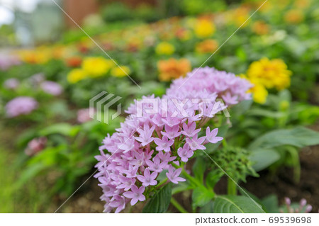 英格蘭山秋花和動物 69539698