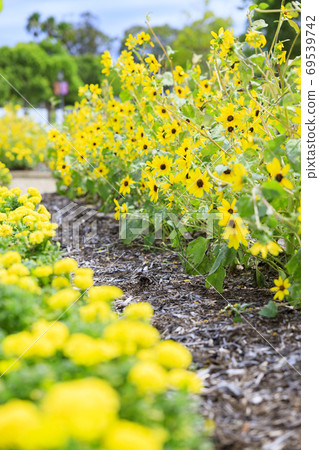 英格蘭山秋花和動物 69539742