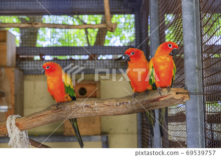 England Hill Autumn Flowers and Animals England Hill Autumn Flowers and Animals 69539757
