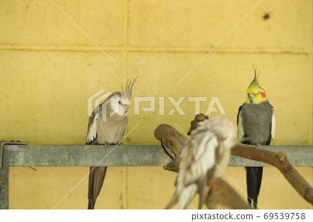 England Hill Autumn Flowers and Animals 69539758