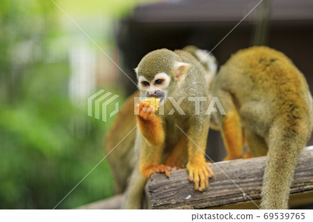 England Hill Autumn Flowers and Animals England Hill Autumn Flowers and Animals 69539765