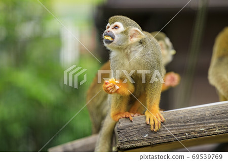 England Hill Autumn Flowers and Animals England Hill Autumn Flowers and Animals 69539769