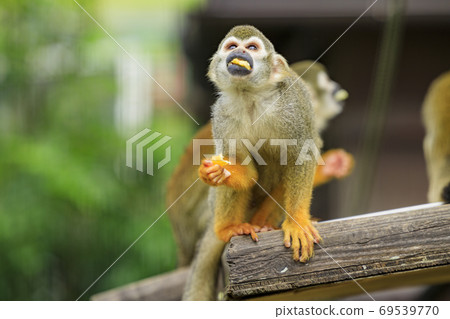 England Hill Autumn Flowers and Animals England Hill Autumn Flowers and Animals 69539770