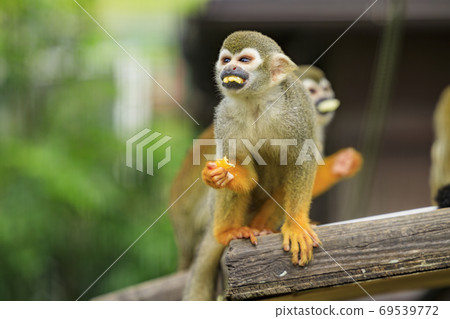 England Hill Autumn Flowers and Animals England Hill Autumn Flowers and Animals 69539772