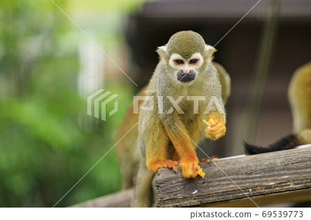 英格蘭山秋花和動物 英格蘭山秋花和動物 69539773