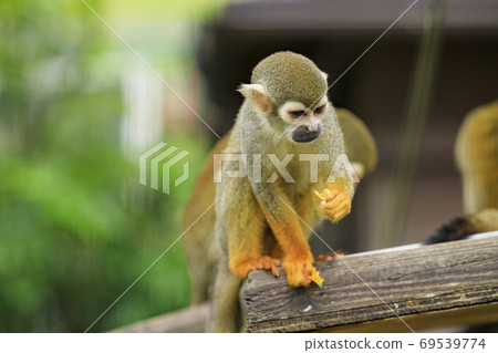 英格蘭山秋花和動物 69539774