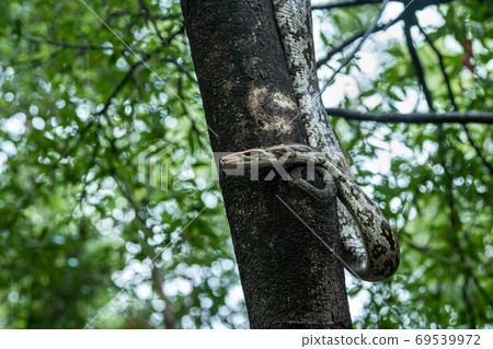 Python molurus or Indian rock python portrait on tree at keoladeo ghana national park or bharatpur bird sanctuary rajasthan india Python molurus or Indian rock python portrait on tree at keoladeo ghana national park or bharatpur bird sanctuary rajasthan india 69539972