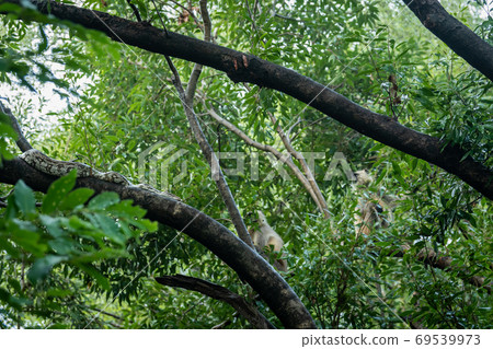 Python molurus or Indian rock python in search of hunt a gray or hanuman langur or monkey on tree at ranthambore national park or tiger reserve sawai madhopur rajasthan india Python molurus or Indian rock python in search of hunt a gray or hanuman langur or monkey on tree at ranthambore national park or tiger reserve sawai madhopur rajasthan india 69539973