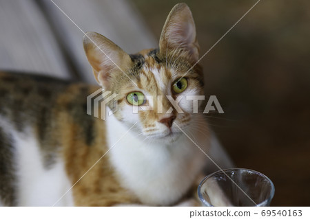 Spotted cat with yellow eyes look straight. Spotted cat with yellow eyes look straight. 69540163