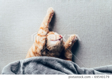 Cute ginger kitten sleeps 69540179