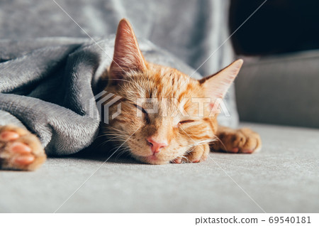 Cute ginger kitten sleeps Cute ginger kitten sleeps 69540181