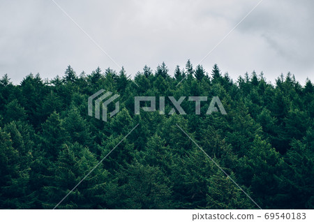 Dark forest during summer Dark forest during summer 69540183