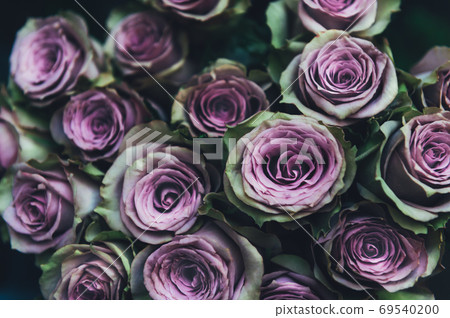 Bunch of roses Bunch of roses 69540200