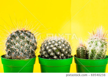Tiny Cactus in the Pot on Bright Neon Background. Saturated Imag Tiny Cactus in the Pot on Bright Neon Background. Saturated Imag 69540238