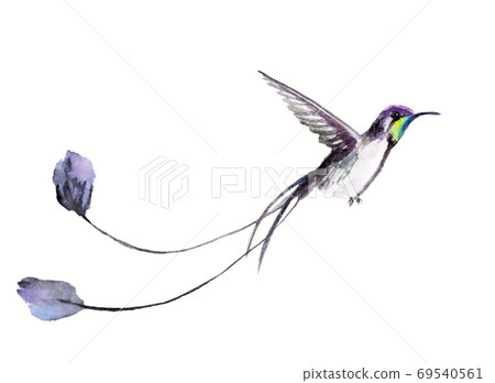 watercolor drawing of a bird - a hummingbird 69540561