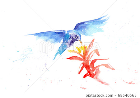 watercolor drawing of a bird - a hummingbird 69540563