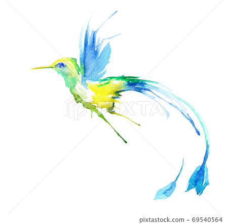 watercolor drawing of a bird - a hummingbird watercolor drawing of a bird - a hummingbird 69540564