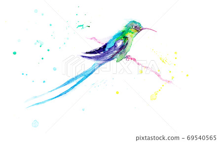 watercolor drawing of a bird - a hummingbird watercolor drawing of a bird - a hummingbird 69540565