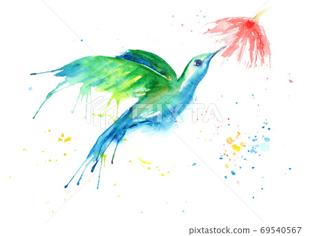 watercolor drawing of a bird - a hummingbird watercolor drawing of a bird - a hummingbird 69540567