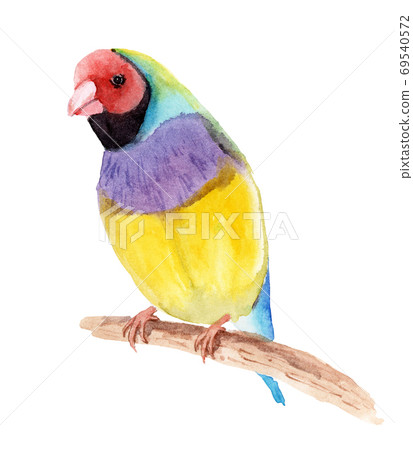 watercolor drawing of a bird - guldova amadina, gould finch watercolor drawing of a bird - guldova amadina, gould finch 69540572