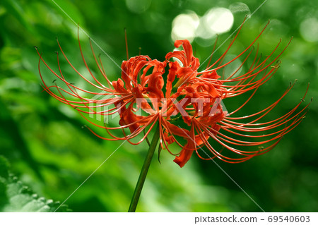 Cluster amaryllis 69540603