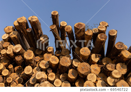 Freshly cut tree logs piled up 69540722