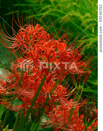 Cluster amaryllis 69540761