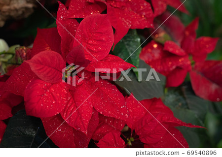 Christmas fresh red poinsettia close up background, toned 69540896