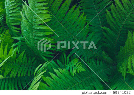 Relaxing textured summer palm green leaves Relaxing textured summer palm green leaves 69541022