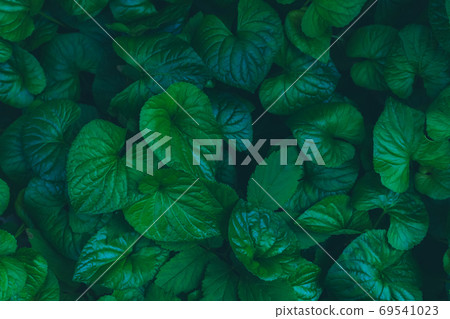 Relaxing textured summer garden green leaves Relaxing textured summer garden green leaves 69541023