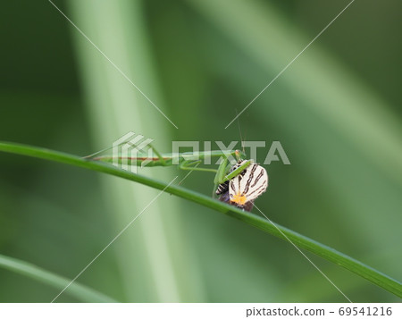 Madara ruri swallow Madara ruri swallow 69541216