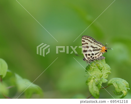 Madara ruri swallow Madara ruri swallow 69541218